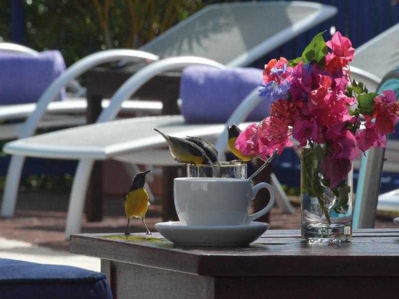 Marquis Boutique Hotel Anse Marcel المظهر الخارجي الصورة
