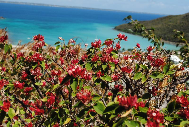 Marquis Boutique Hotel Anse Marcel المظهر الخارجي الصورة